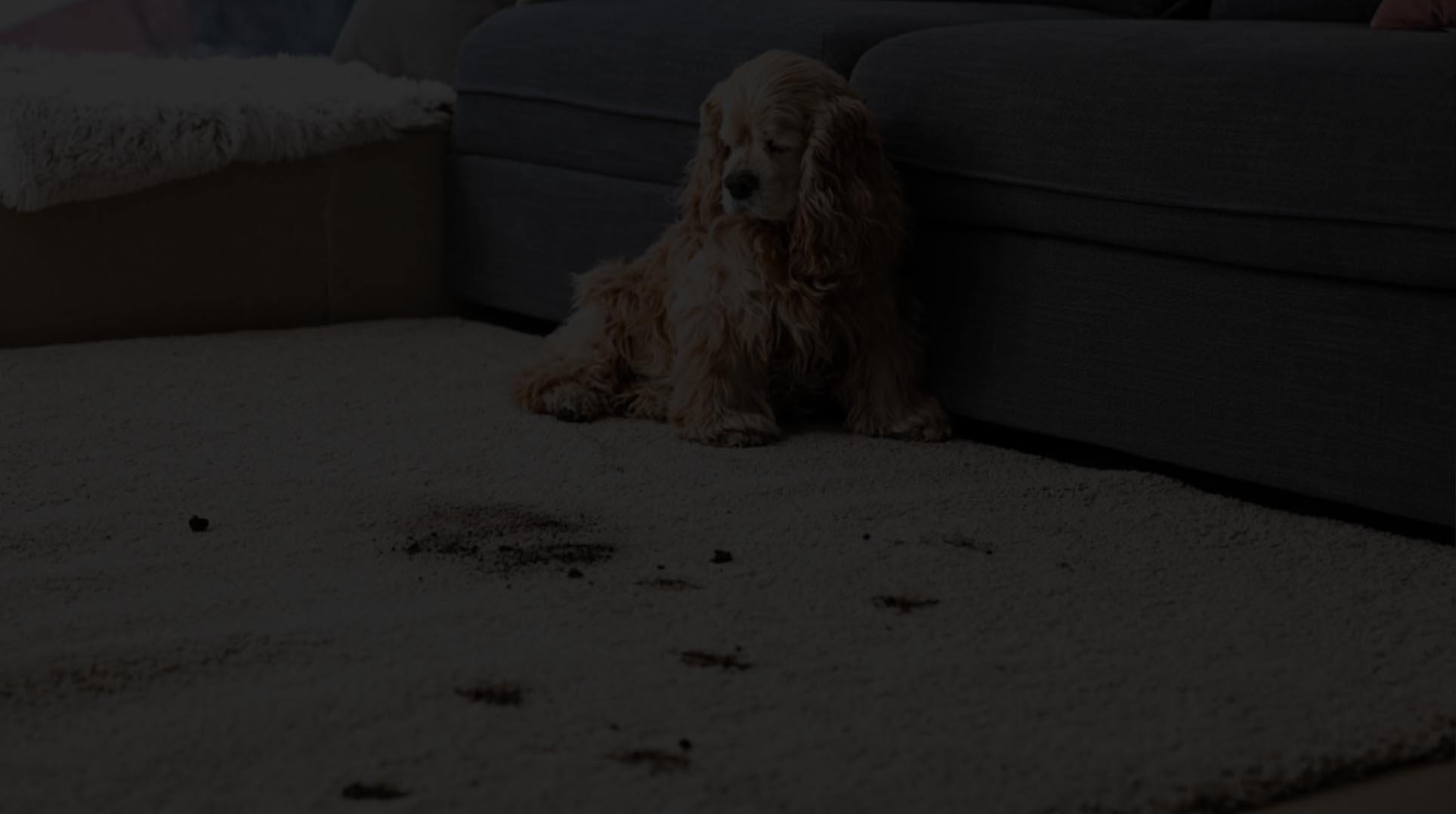 Professional carpet cleaning equipment in use
